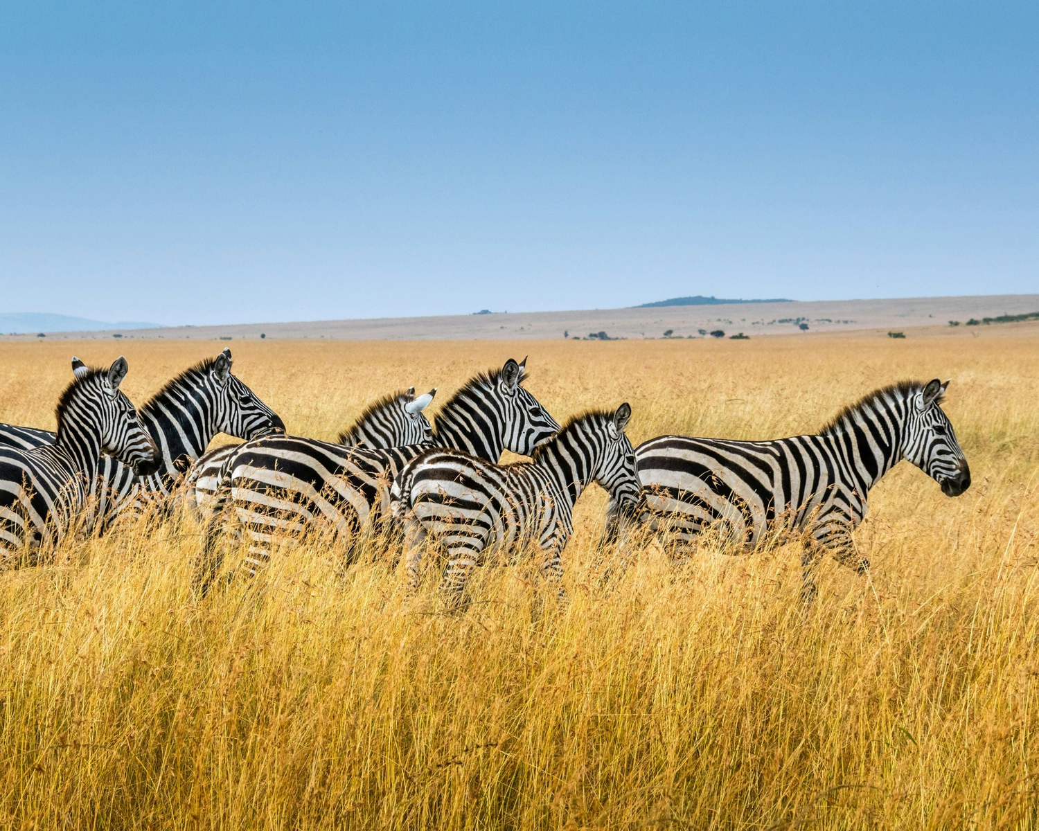 Africa