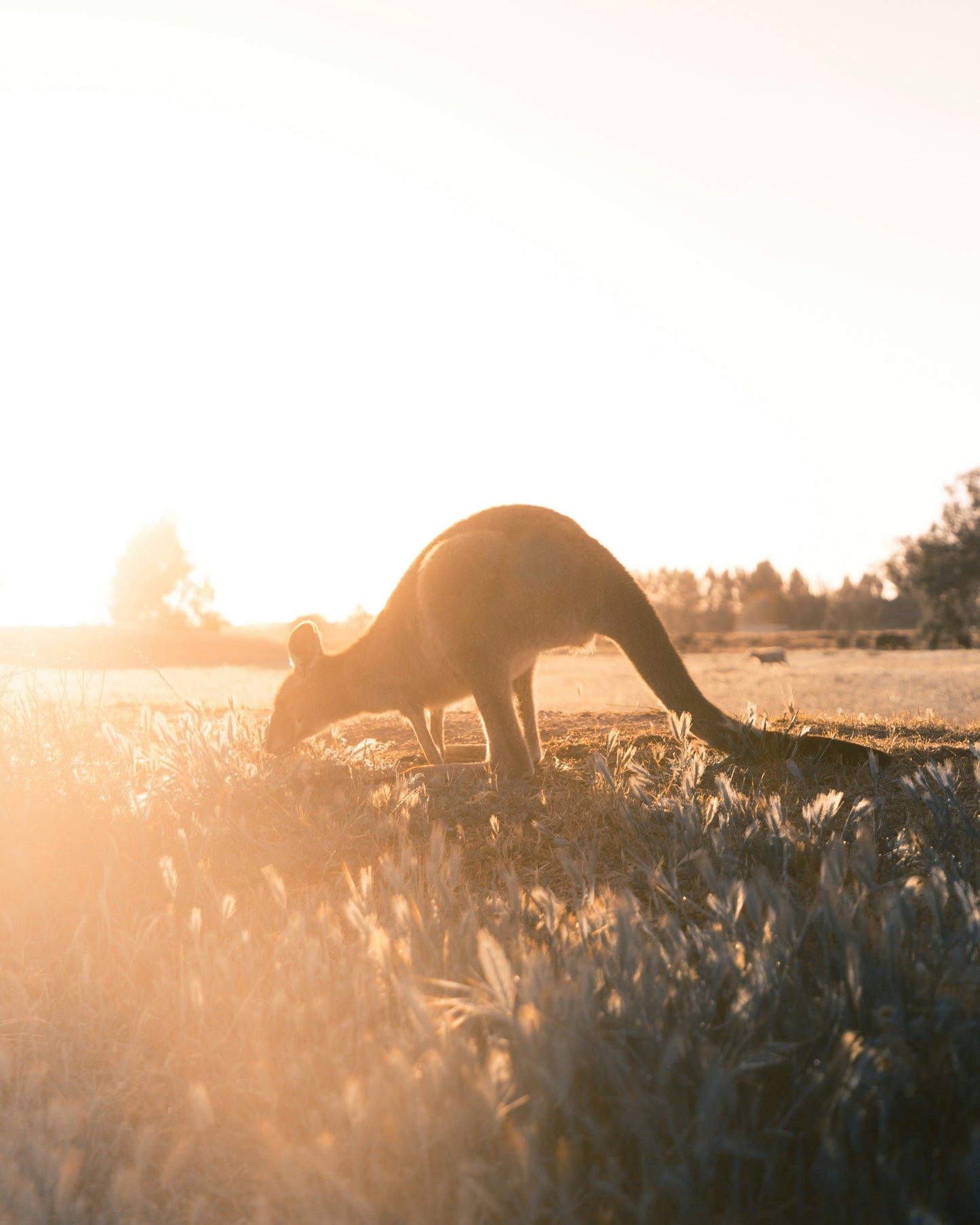 Australia Day Pass - UNLIMITED Daily Plans