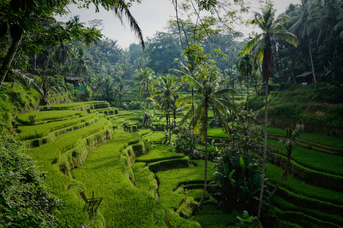 Indonesia (includes Bali)