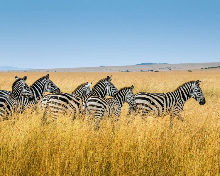 Africa
