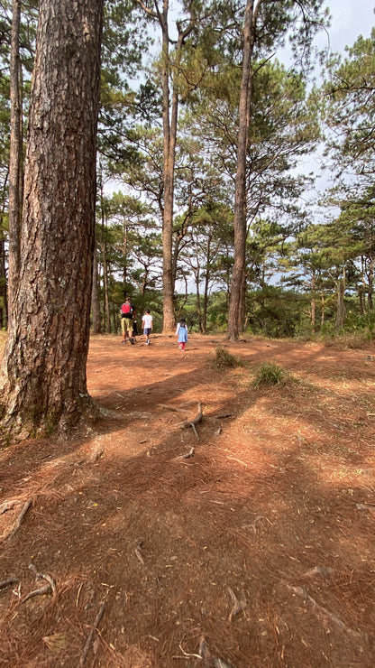 Southeast Asia (7 countries)