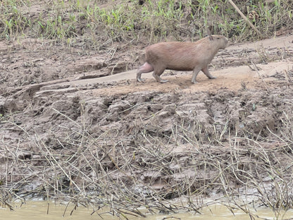 South America (15+ countries)